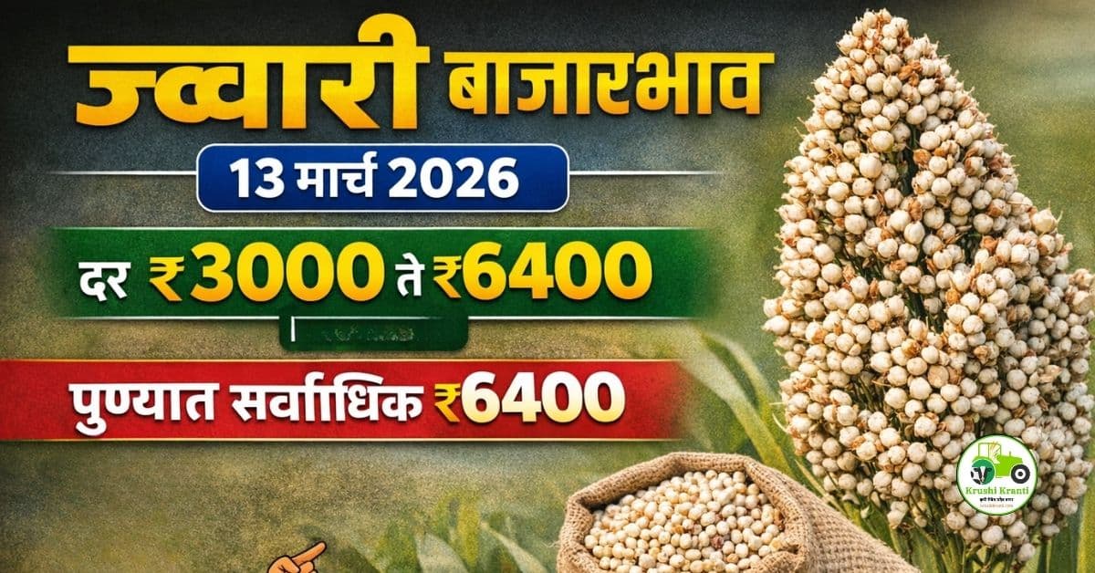 ज्वारी बाजारभाव 13 मार्च 2026 | आजचे ताजे ज्वारी दर महाराष्ट्र