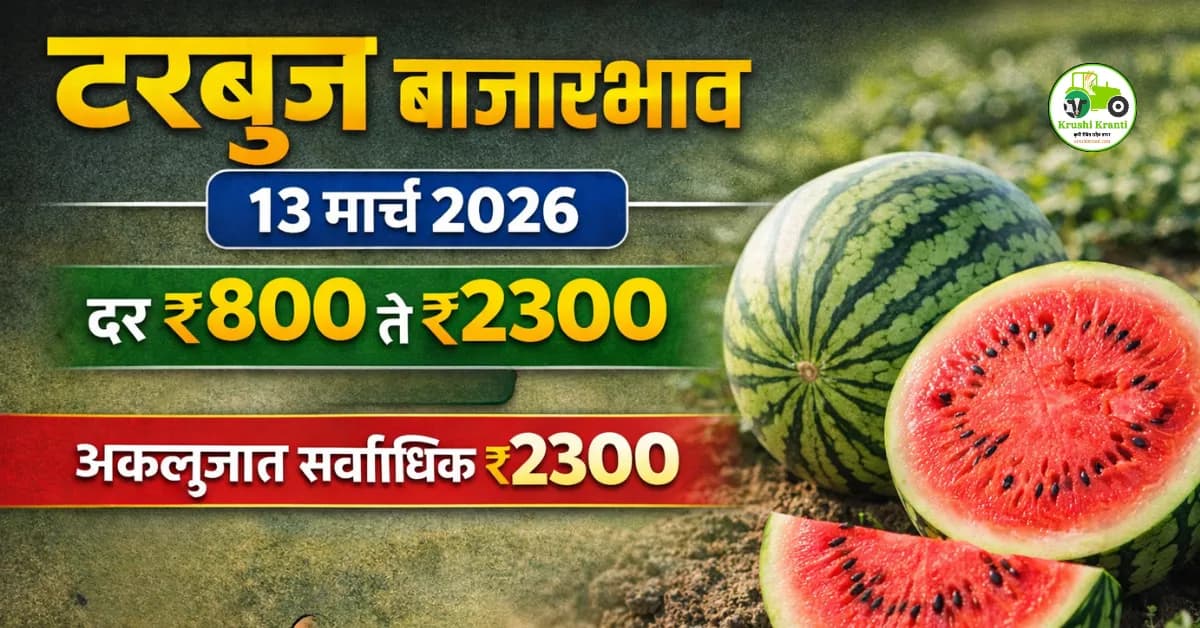 टरबूज बाजारभाव 13 मार्च 2026 | आजचे टरबूज दर महाराष्ट्र