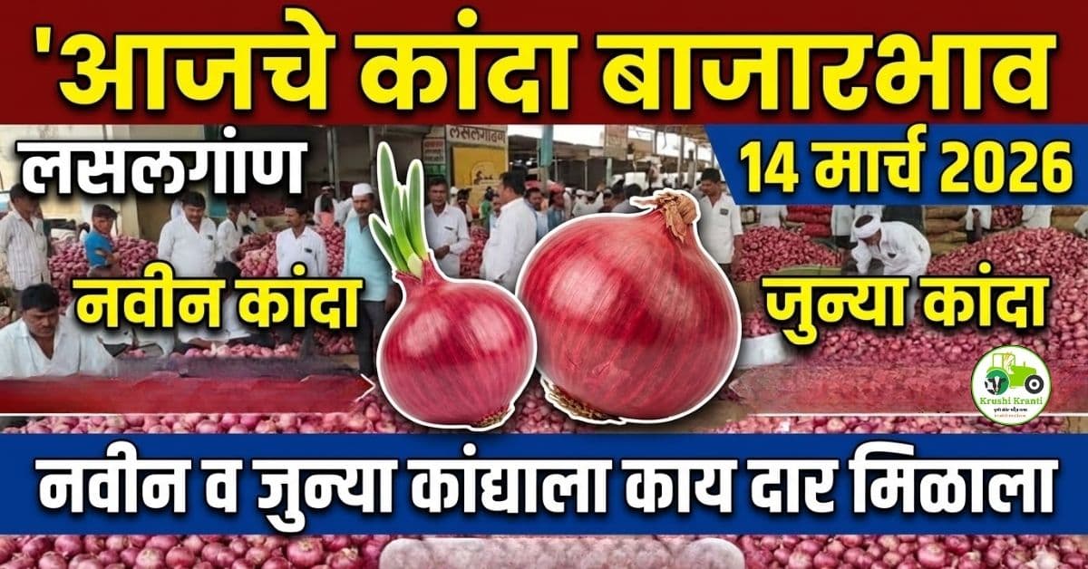 आजचे कांदा बाजारभाव 14 मार्च 2026 | पहा नवीन व जुन्या कांद्याला काय दार मिळाला