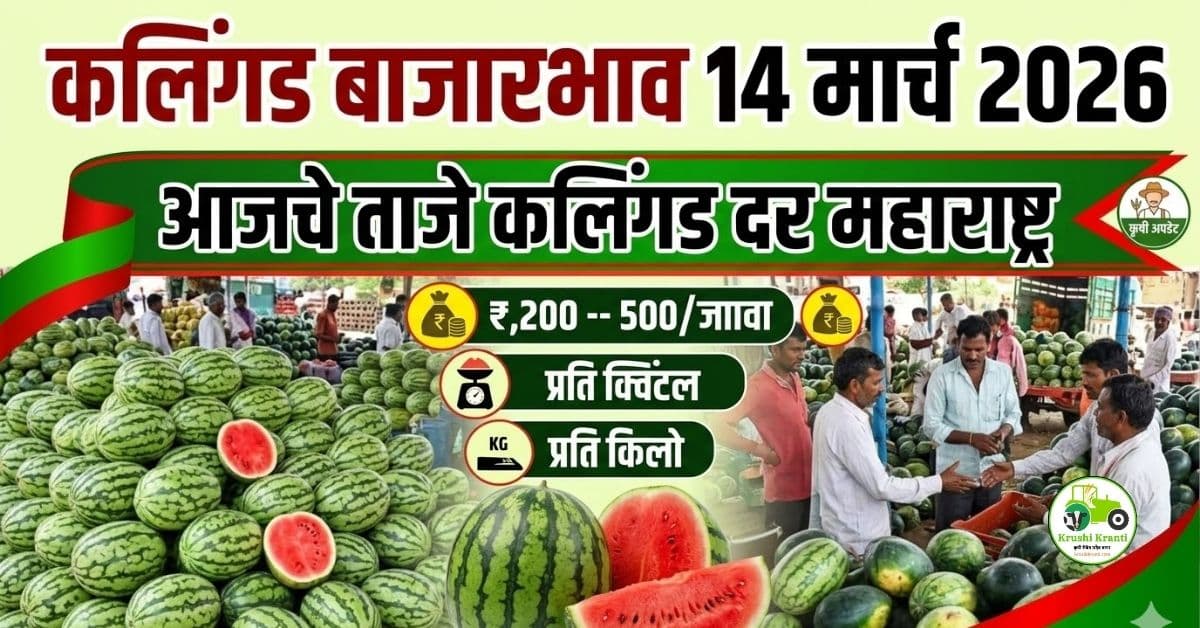 कलिंगड बाजारभाव 14 मार्च 2026 | आजचे ताजे कलिंगड दर महाराष्ट्र