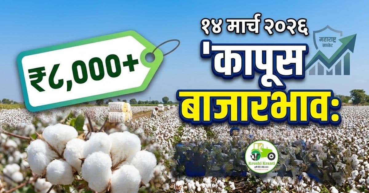 कापूस बाजारभाव 14 मार्च 2026 | आजचे ताजे कापूस दर महाराष्ट्र