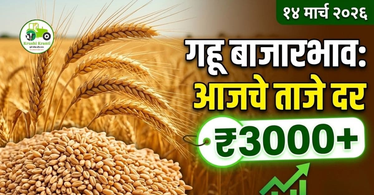 गहू बाजारभाव 14 मार्च 2026 | आजचे ताजे गहू दर महाराष्ट्र