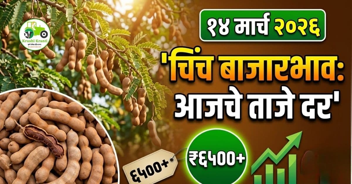 चिंच बाजारभाव 14 मार्च 2026 | आजचे ताजे चिंच दर महाराष्ट्र