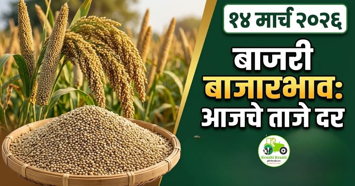 बाजरी बाजारभाव 14 मार्च 2026 | आजचे ताजे बाजरी दर महाराष्ट्र