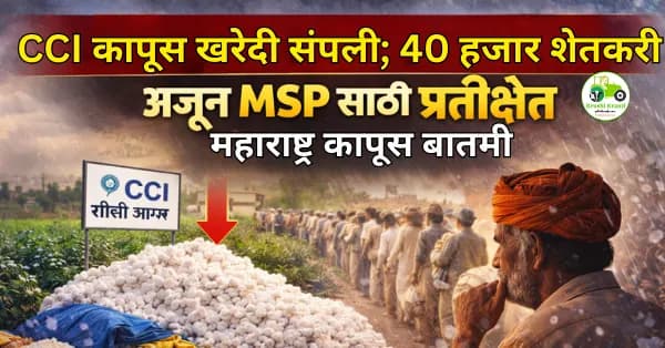CCI कापूस खरेदी संपली; 40 हजार शेतकरी अजूनही MSP साठी प्रतीक्षेत