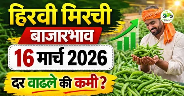 आजचे हिरवी मिरची बाजारभाव 16 मार्च 2026 | महाराष्ट्रातील ताजे बाजार दर
