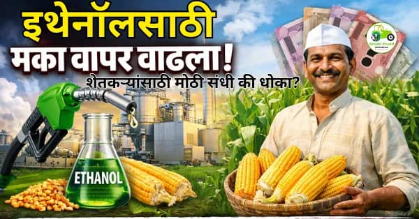 इथेनॉलसाठी मका वापर वाढला | शेतकऱ्यांसाठी मोठी संधी की धोका?