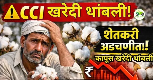 CCI कापूस खरेदी बंद | शेतकऱ्यांवर संकट, MSP खाली दर