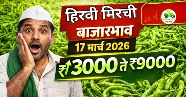 आजचे हिरवी मिरची बाजारभाव 17 मार्च 2026 | महाराष्ट्रातील ताजे दर