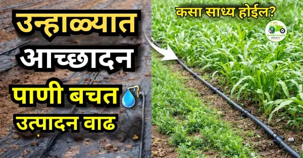 उन्हाळ्यात आच्छादन (Mulching) का आवश्यक? पाणी बचत व उत्पादन वाढीचा सोपा उपाय