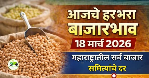 आजचे हरभरा बाजारभाव 18 मार्च 2026 | महाराष्ट्रातील ताजे हरभरा दर