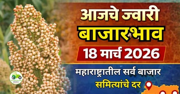 आजचे ज्वारी बाजारभाव 18 मार्च 2026 | महाराष्ट्रातील ताजे ज्वारी दर