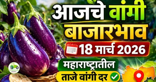 आजचे वांगी बाजारभाव 18 मार्च 2026 | महाराष्ट्रातील ताजे वांगी दर