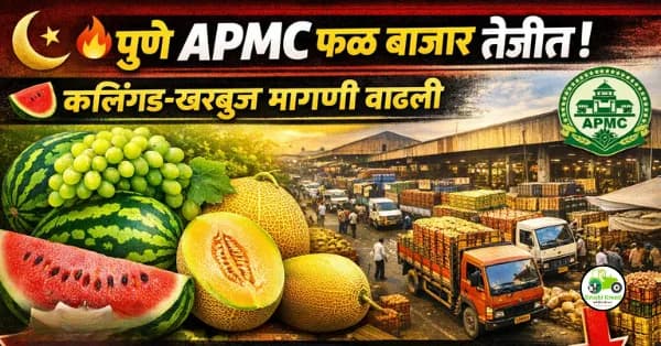 पुणे APMC मध्ये उन्हाळी फळांचा बाजार तेजीत; निर्यात घटल्याने दरांवर दबाव