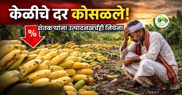 केळीचे दर कोसळले! शेतकऱ्यांना उत्पादनखर्चही निघेना