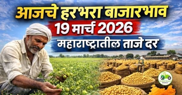 आजचे हरभरा बाजारभाव (19 मार्च 2026)