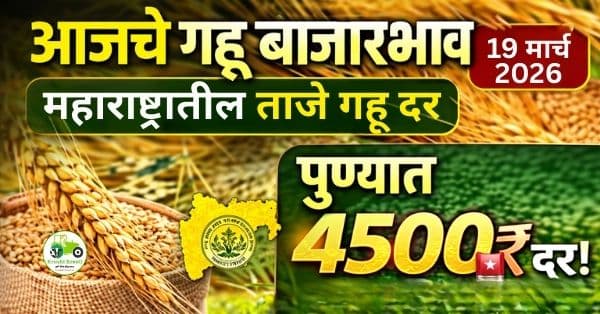 आजचे गहू बाजारभाव 19 मार्च 2026 | महाराष्ट्रातील ताजे गहू दर