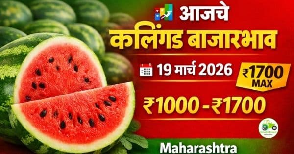 आजचे कलिंगड बाजारभाव 19 मार्च 2026 | महाराष्ट्रातील ताजे कलिंगड दर