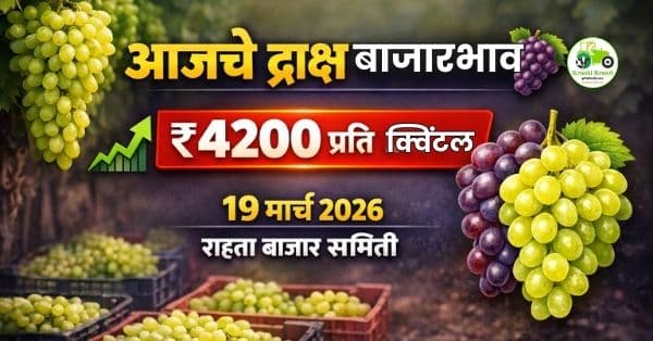  आजचे द्राक्ष बाजारभाव (19 मार्च 2026) बाजार समिती