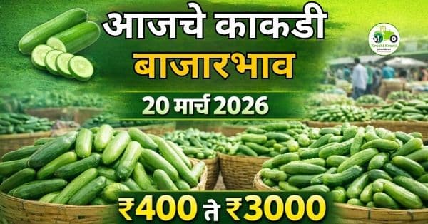आजचे काकडी बाजारभाव 20 मार्च 2026 | महाराष्ट्रातील ताजे काकडी दर