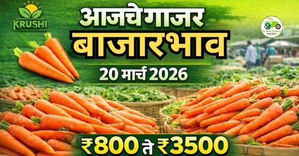 आजचे गाजर बाजारभाव 20 मार्च 2026 | महाराष्ट्रातील ताजे गाजर दर