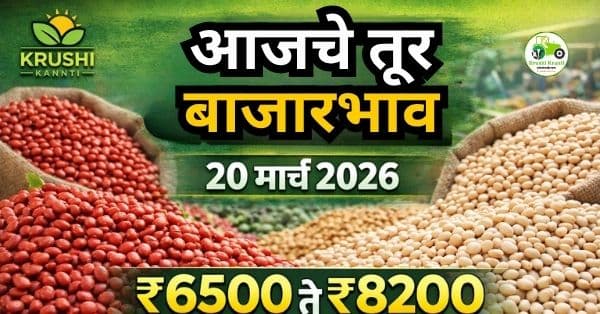 आजचे तूर बाजारभाव 20 मार्च 2026 | महाराष्ट्रातील ताजे तूर दर