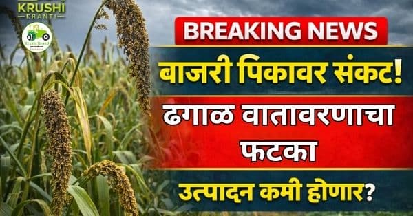  बाजरी पिकावर हवामानाचा फटका | ढगाळ वातावरणामुळे वाढ मंदावली