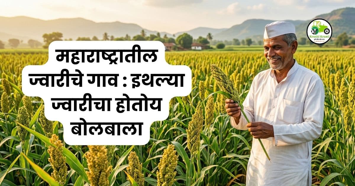 महाराष्ट्रातील ज्वारीचे गाव : इथल्या ज्वारीचा होतोय बोलबाला