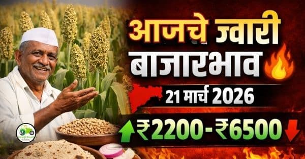  आजचे ज्वारी बाजारभाव (21 मार्च 2026) – महाराष्ट्रातील ताजे दर