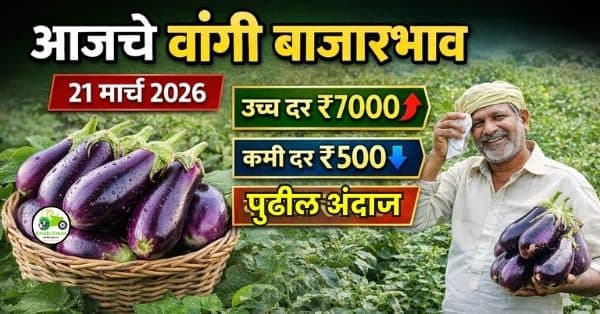  आजचे वांगी बाजारभाव – 21 मार्च 2026 | महाराष्ट्रातील ताजे वांगी दर