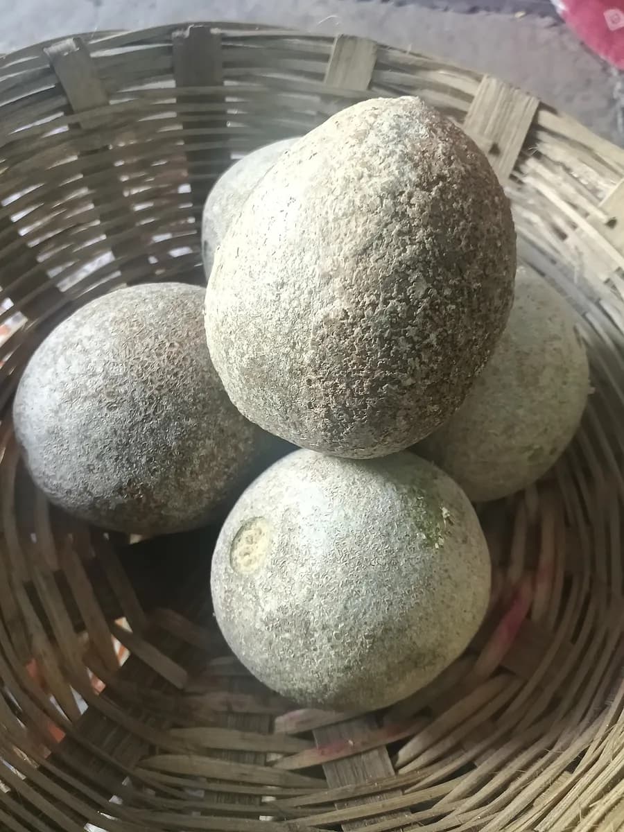 ताजं कवठ विक्रीस उपलब्ध!