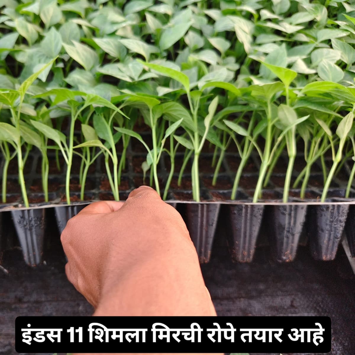 मिरची रोपे विक्री व बुकिंग सुरू!