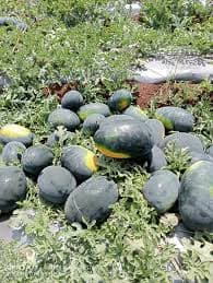 सुपर कलिंगड विक्रीसाठी उपलब्ध!