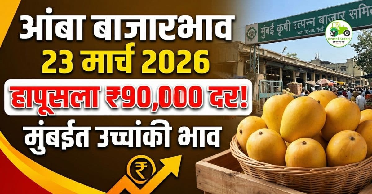 आंबा बाजारभाव 23 मार्च 2026: हापूसला 90,000 दर, मुंबईत उच्चांकी भाव