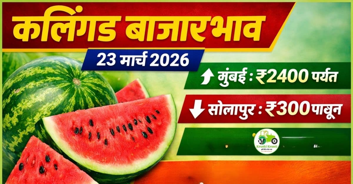 कलिंगड बाजारभाव 23 मार्च 2026 – महाराष्ट्रातील ताजे दर व विश्लेषण
