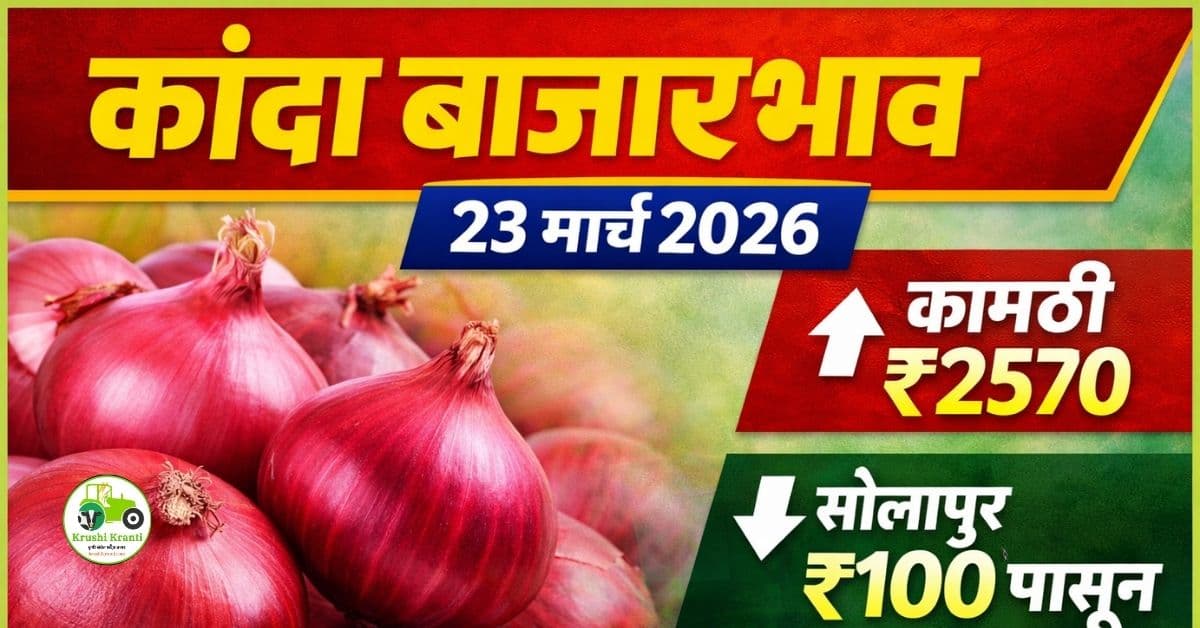 कांदा बाजारभाव 23 मार्च 2026 – आजचे महाराष्ट्रातील ताजे दर