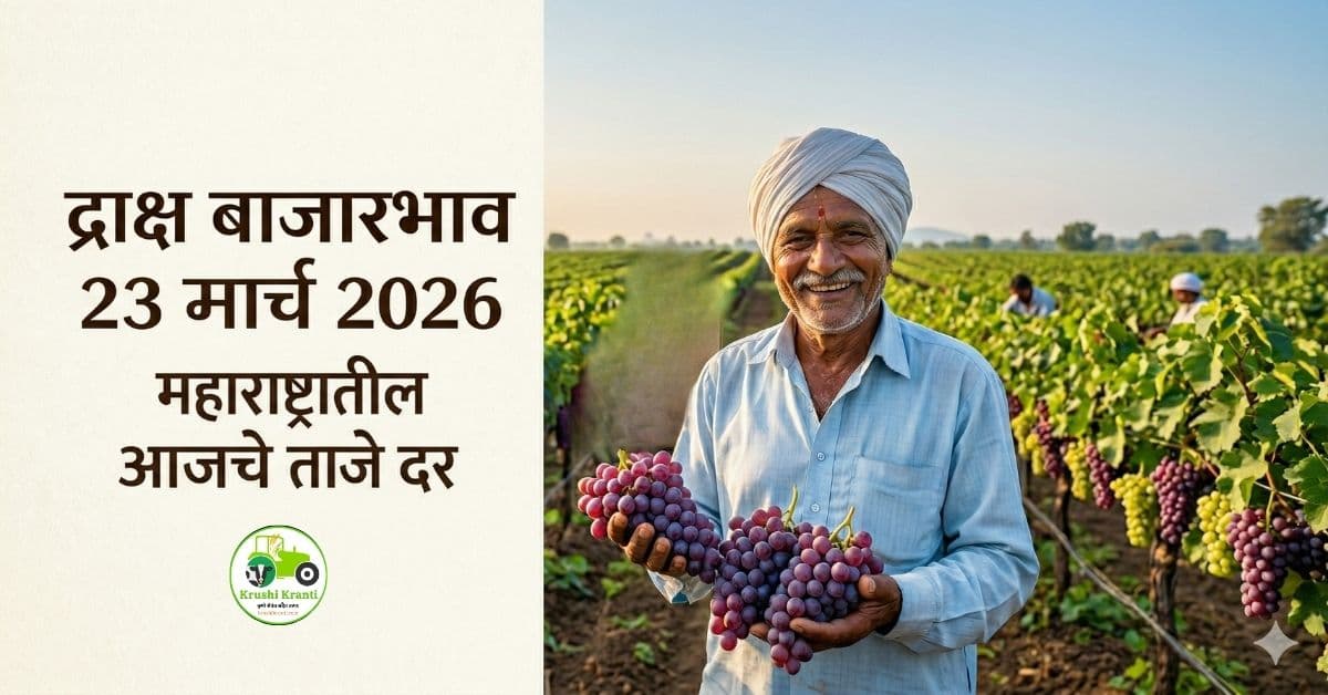 द्राक्ष बाजारभाव 23 मार्च 2026 – महाराष्ट्रातील आजचे ताजे दर
