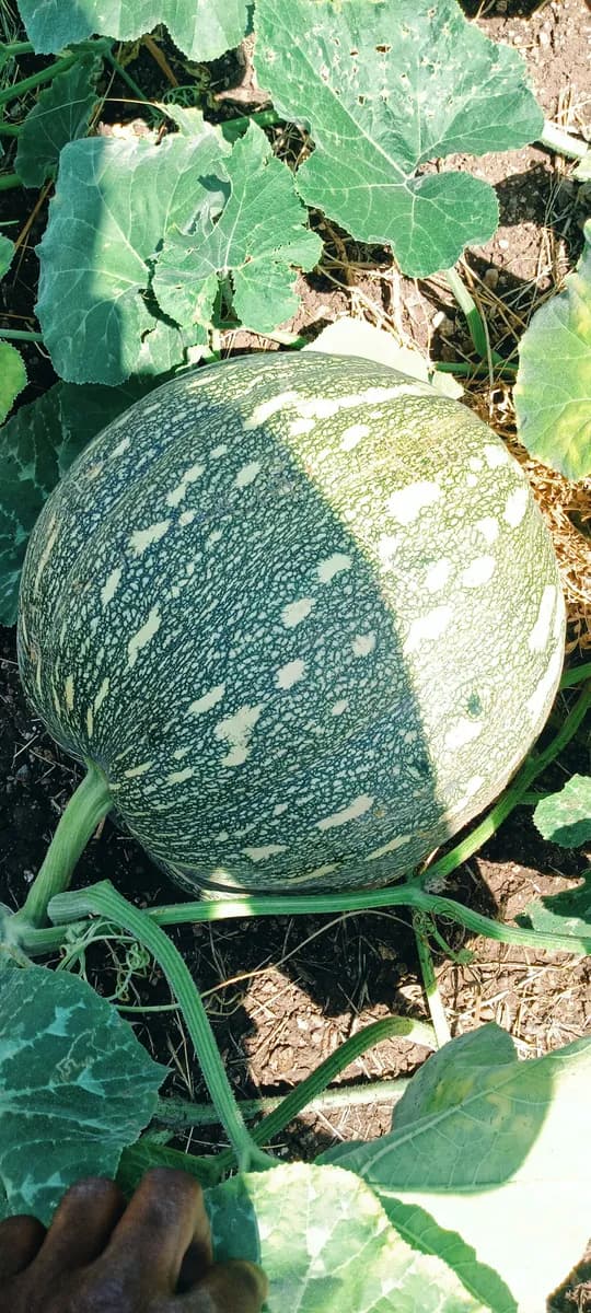 डागर विक्री आहे