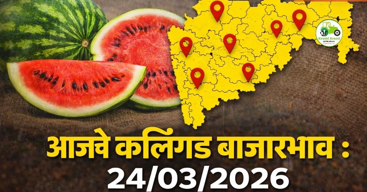 कलिंगड बाजारभाव 24 मार्च 2026: महाराष्ट्रातील आजचे दर