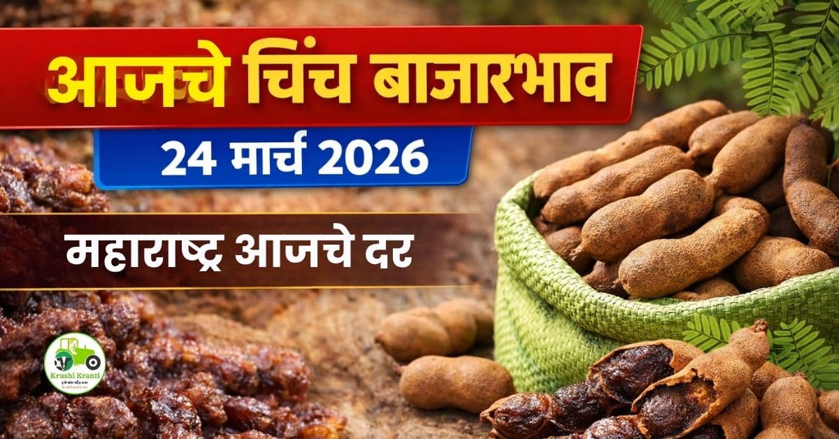 आजचे चिंच बाजारभाव 24 मार्च 2026 | महाराष्ट्रातील ताजे दर