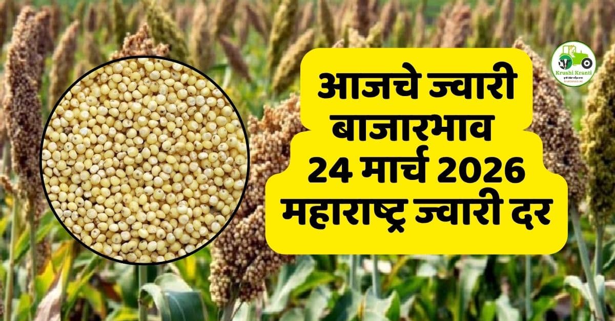 आजचे ज्वारी बाजारभाव 24 मार्च 2026 | महाराष्ट्र ज्वारी दर