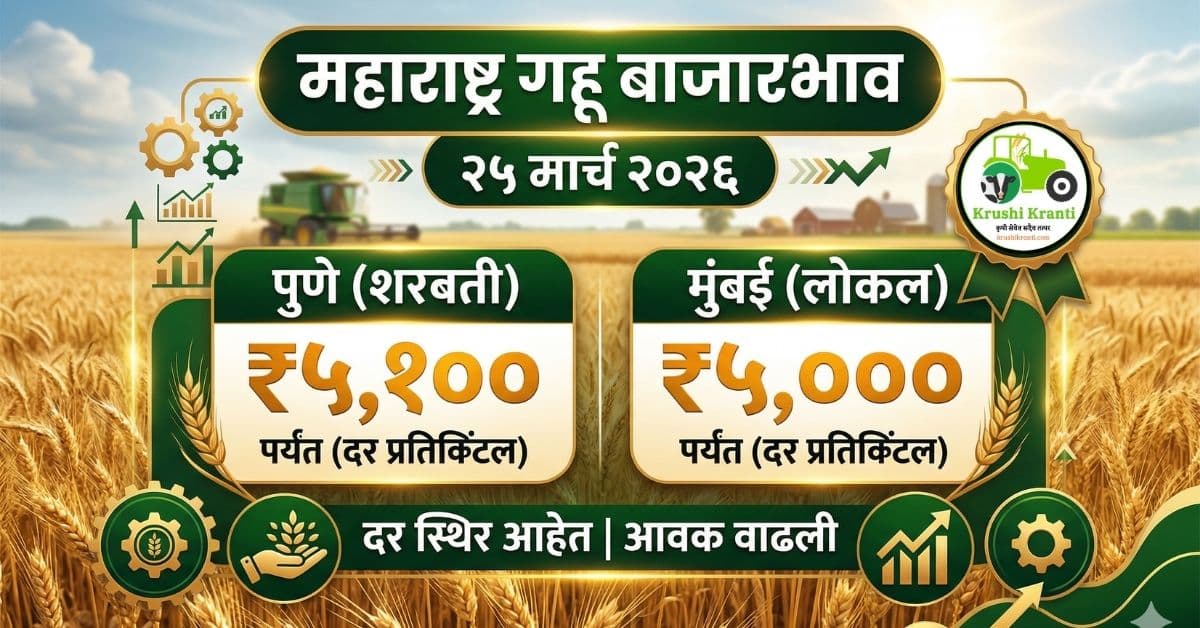 आजचे गहू बाजारभाव 25 मार्च 2026 | महाराष्ट्रातील ताजे दर