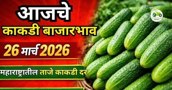 आजचे काकडी बाजारभाव 26 मार्च 2026 | महाराष्ट्रातील ताजे काकडी दर