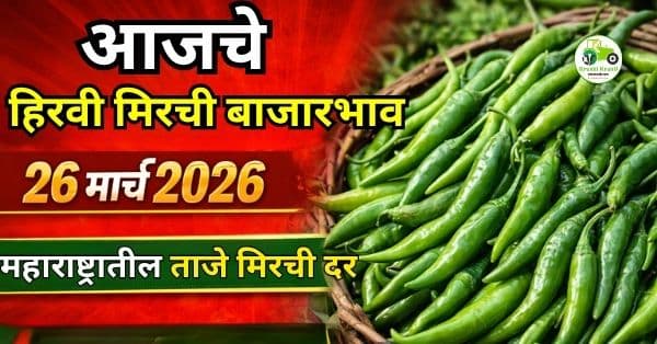 आजचे हिरवी मिरची बाजारभाव 26 मार्च 2026 | महाराष्ट्रातील ताजे मिरची दर