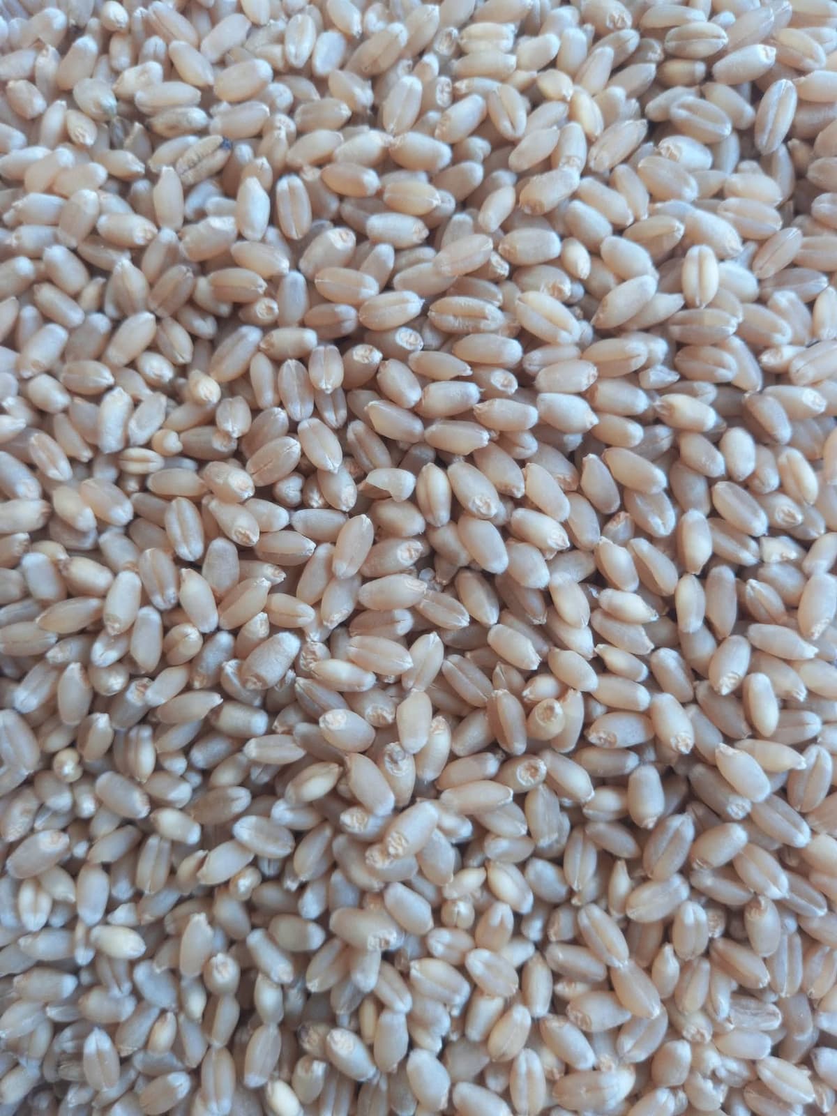 A Grade 111 गहू विक्रीसाठी उपलब्ध!