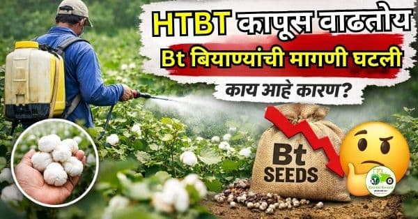 शेतकऱ्यांचा कल HTBT कडे, Bt बियाण्यांची बाजारपेठ ढासळली