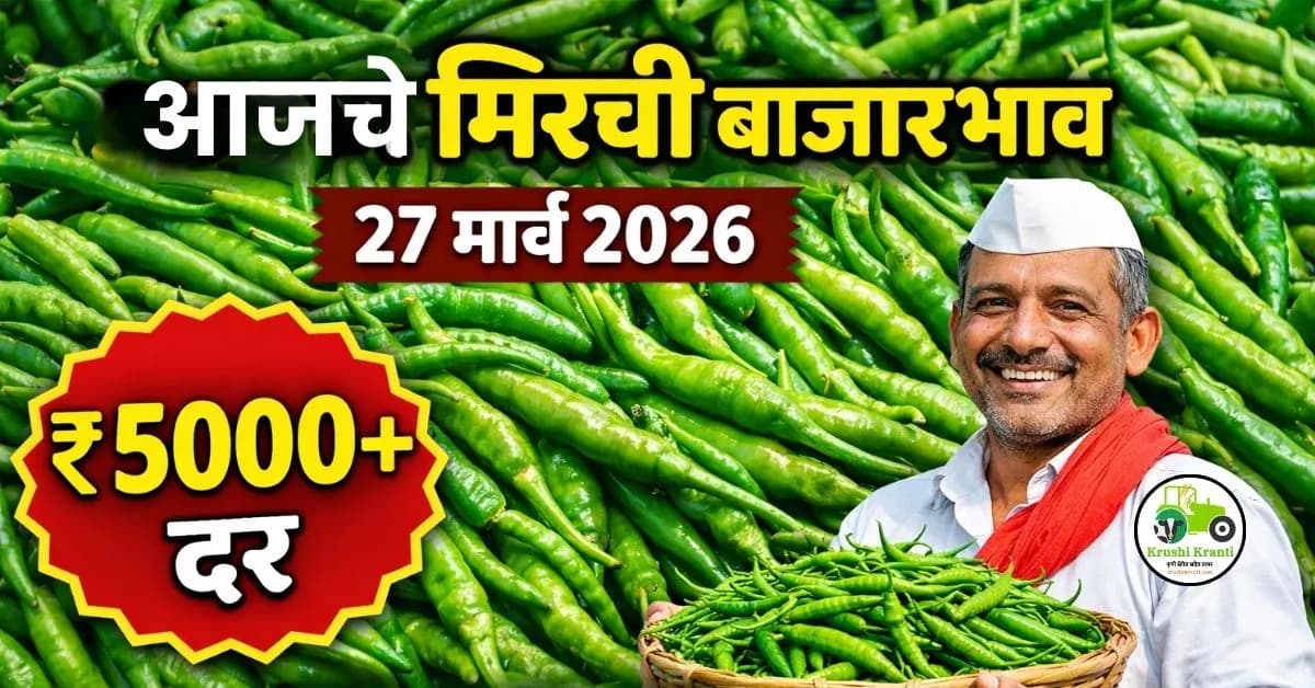 आजचे मिरची बाजारभाव 27 मार्च 2026 | महाराष्ट्र हिरवी मिरची दर