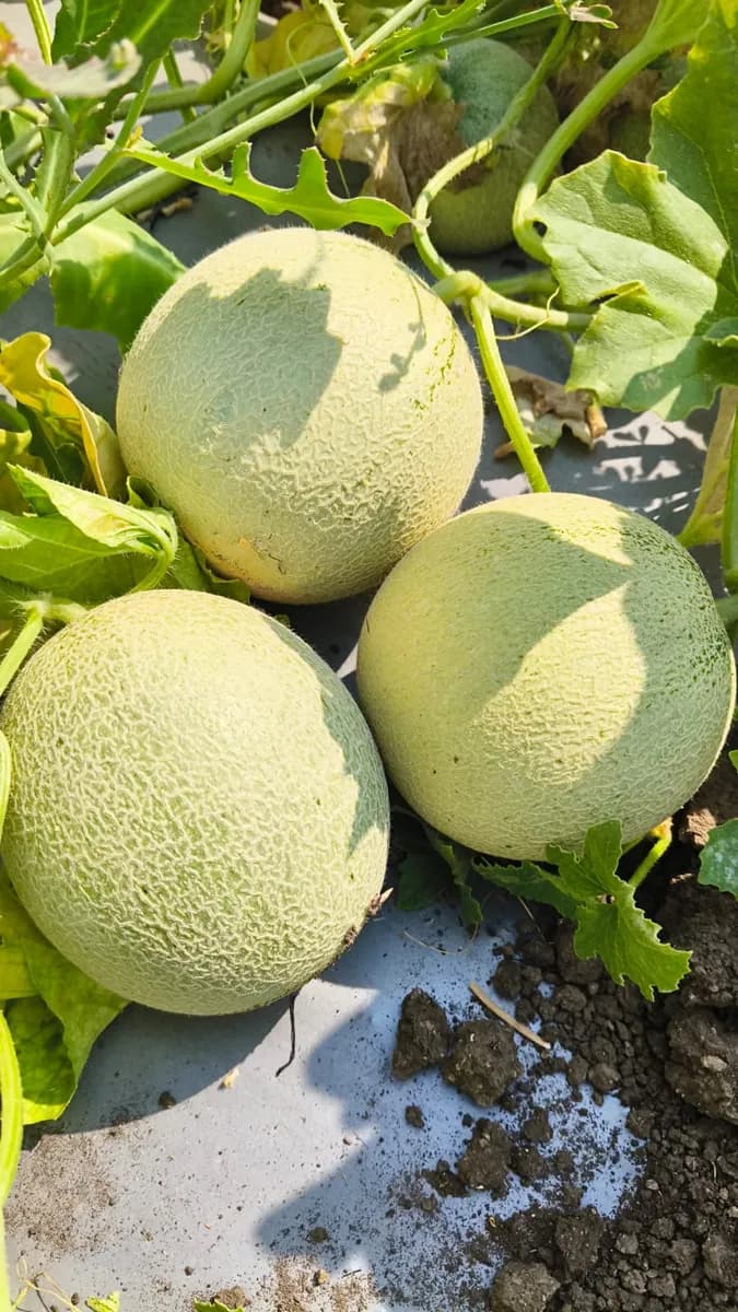 खरबूज व कलिंगड खरेदी सुरू