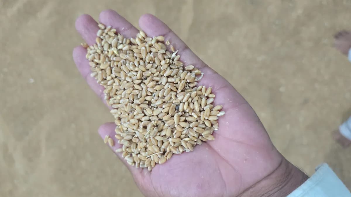 गहू ज्वारी खरेदी-विक्री केंद्र