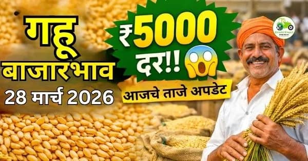 गहू बाजारभाव अहवाल  28 मार्च 2026 – संपूर्ण विश्लेषण